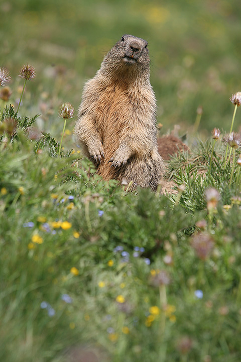 il Gran Paradiso e i suoi animali